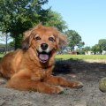 Can I Bring My Pet to a Concert Venue in Central Florida?
