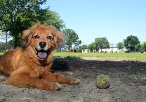 Can I Bring My Pet to a Concert Venue in Central Florida?